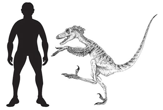 Saurornitholestes langstoni illustration - scale drawing.