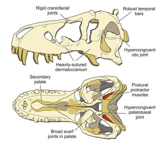 T. rex upper skull diagram.