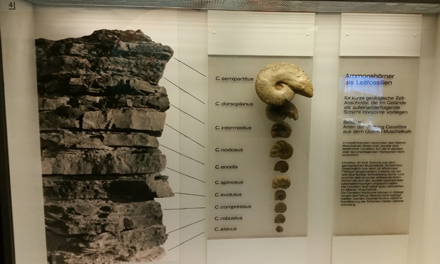 Ammonite Biozones