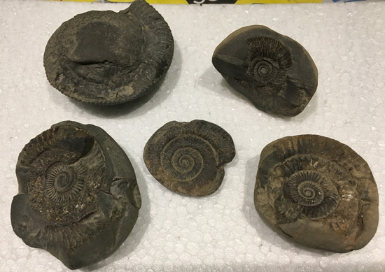 Ammonite fossils (Dactylioceras).