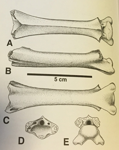 Juvenile pterosaur neck bone.