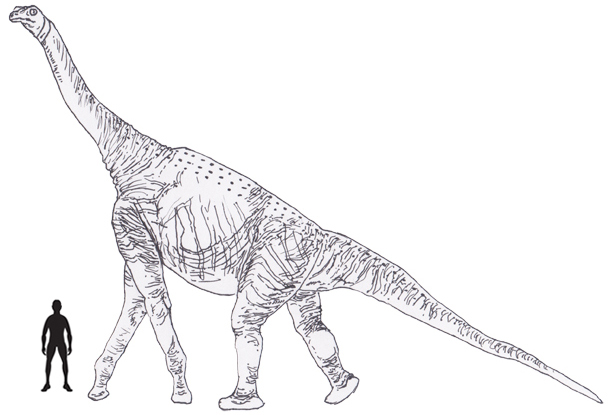 Atlasaurus scale drawing.