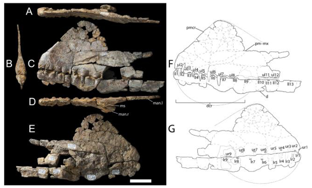 Ferrodraco lentoni holotype skull and jaw.