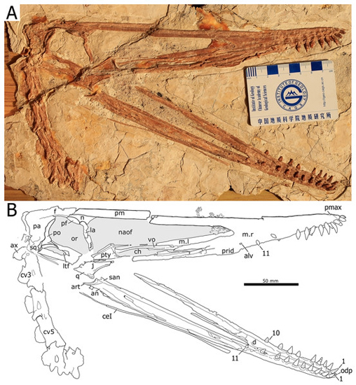 Holotype specimen of Nurhachius luei with an accompanying line drawing.