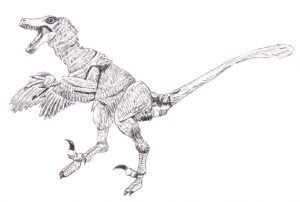 Drawing of Velociraptor osmolskae.