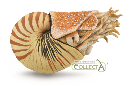 CollectA Nautilus pompilius model.