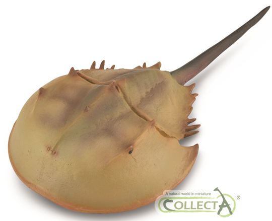 CollectA Horseshoe Crab model.