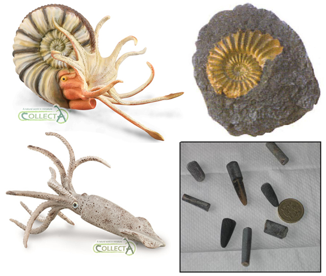 CollectA ammonite and belemnite.