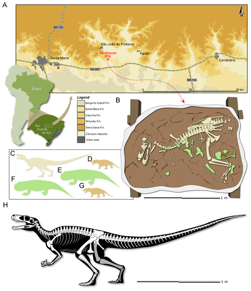 Location map, geological setting and skeletal reconstruction (Gnathovorax).