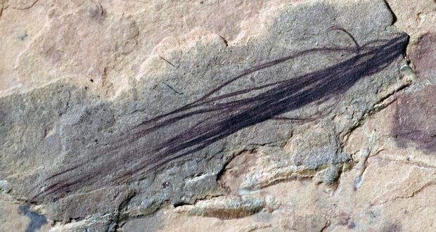 A protofeather likely to have come from a theropod dinosaur.