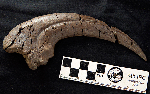 Dinosaur hand claw from Victoria.