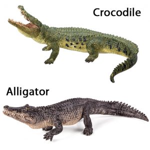 Crocodile and Alligator comparison.