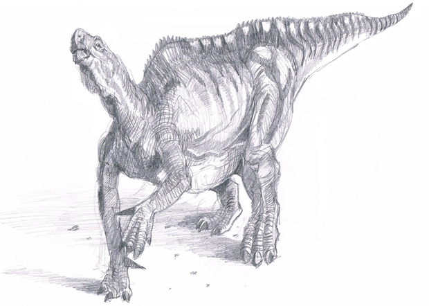 Iguanodontid illustration.