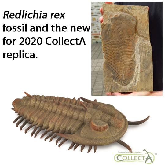 Redlichia rex fossil and model.