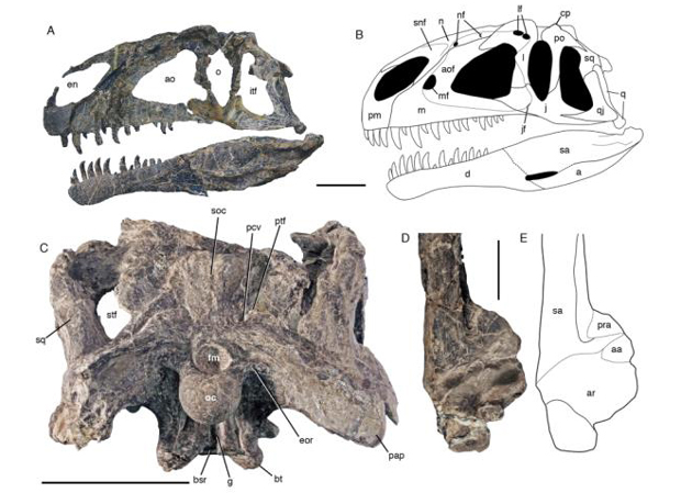 Skull and jaws of Asfaltovenator with accompanyin line drawings.