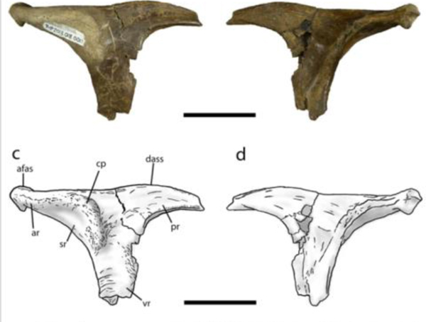 Juvenile Daspletosaurus postorbital bone.
