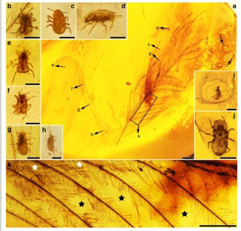 Feather-feeding insects preserved in amber.
