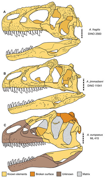 Comparing Allosaurus skulls.