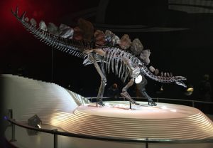 Stegosaurus specimen on display.