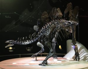 Natural History Museum (London) - Sophie the Stegosaurus