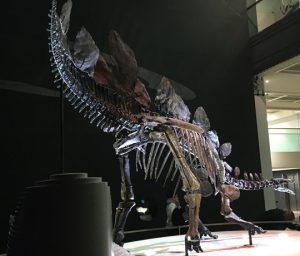 "Sophie" the Stegosaurus on display.