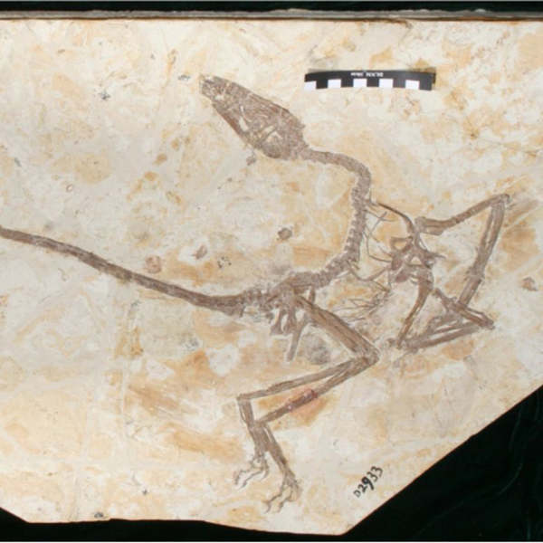 Wulong bohaiensis fossil specimen.