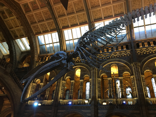Blue Whale exhibit (London Natural History Museum).