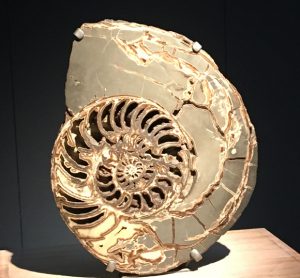 A beautiful ammonite fossil on display.