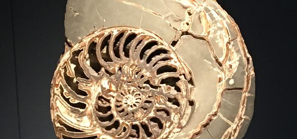 A beautiful ammonite fossil on display.