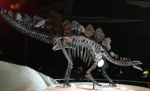 Sophie the Stegosaurus at the London Natural History Museum