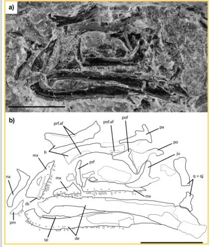 Vellbergia bartholomaei skull fossil and line drawing.