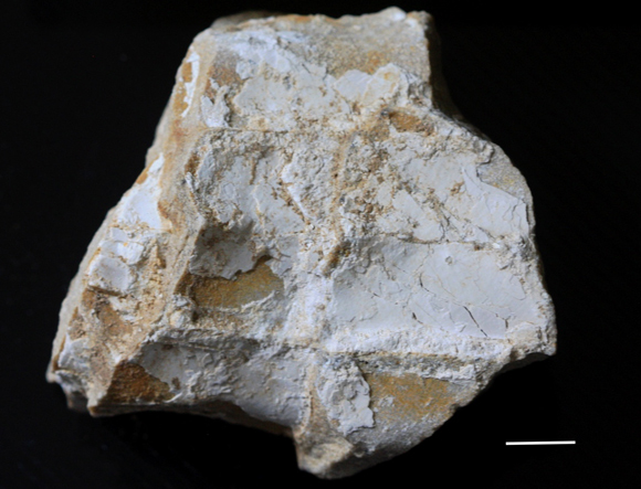 Aetosaur osteoderm study.