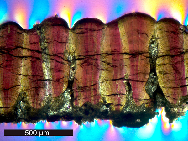 Dinosaur eggshell fossil in cross-section under a microscope using cross-polarising light.