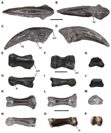 Fragmentary fossils from the Langenberg Quarry associated with theropod dinosaurs.