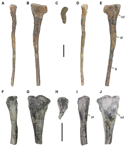 Partial lower leg bones ascribed to the Theropoda.