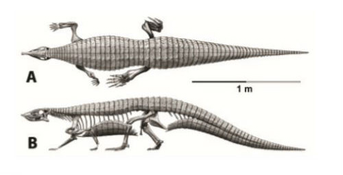 The Scottish aetosaur Stagonolepis