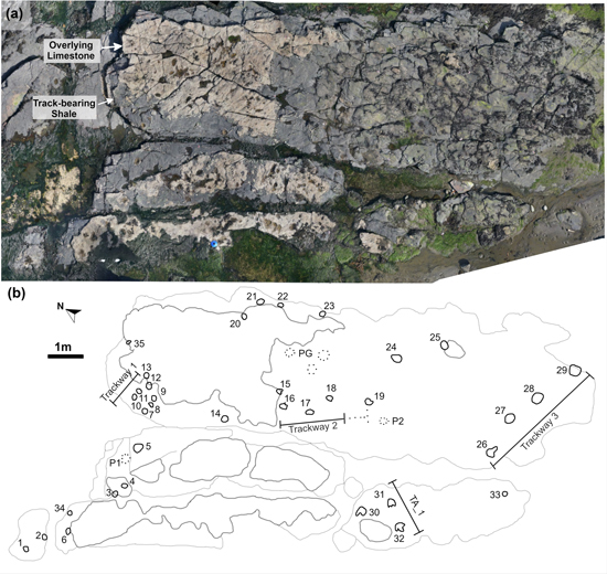 BP1 site of dinosaur tracks (