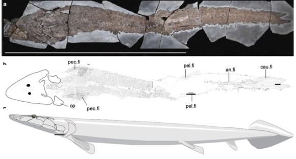 Elpistostege watsoni fossil with interpretive drawing and life reconstruction.