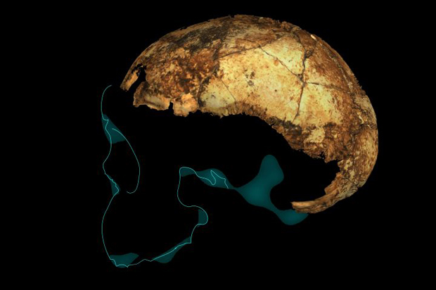Partial H. erectus cranium from the Drimolen Fossil Hominin site.