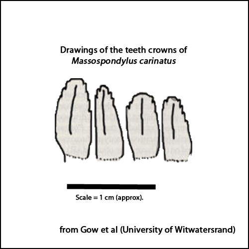 Adult Massospondylus dinosaur teeth.