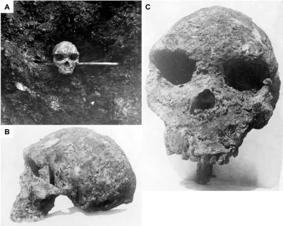 Original photographs of the Broken Hill skull (Homo heidelbergensis).