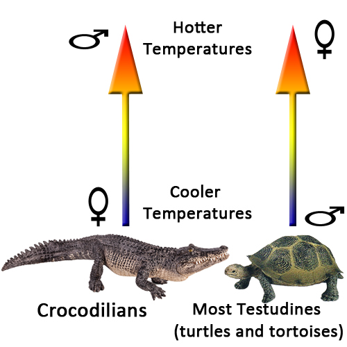 Temperature influencing the sex of reptiles.
