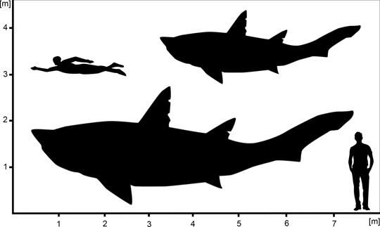 Scale drawing of Ptychodus specimen based on size estimates.