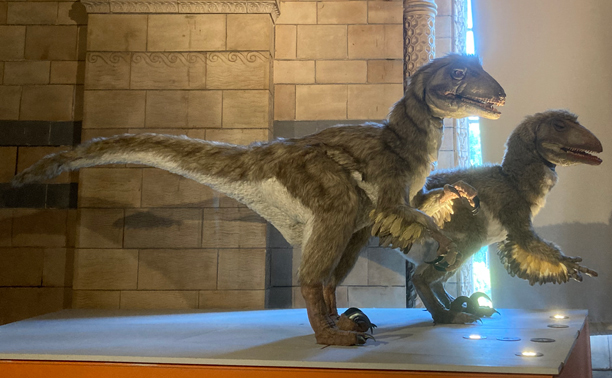 Life-size Deinonychus replicas on display.