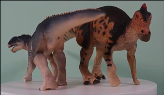Gryposaurus compared to Edmontosaurus.