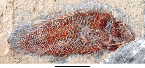 Serenoichthys kemkemensis from the Douira Formation.