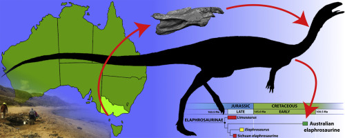 Elaphosaur timeline and typical body plan.