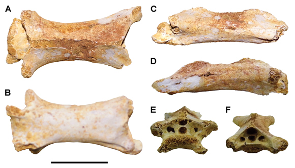 Third cervical? attributed to an azhdarchid pterosaur.