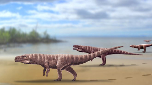 Fossilised footprints suggest bipedal Cretaceous crocodylomorphs.