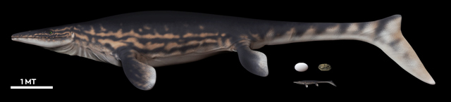 Scale drawing showing the size of the female mosasaur.